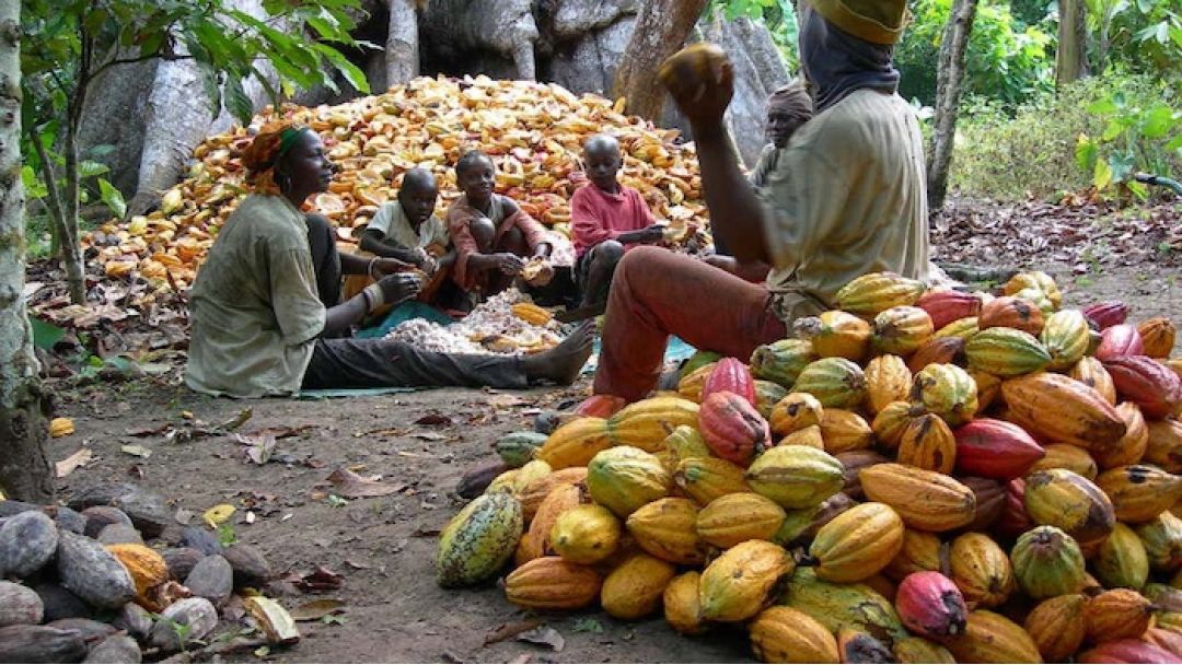 Featured image: Processed Cocoa Yields 30 Times More Revenue Than Raw Exports, Says CapitalSage Founder Alamu