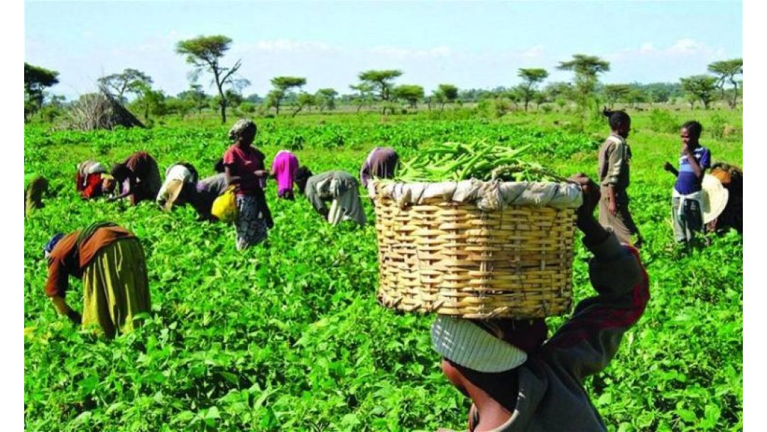 Featured image: Soilless Farm Encourages Strategic Investments in Modern Farming